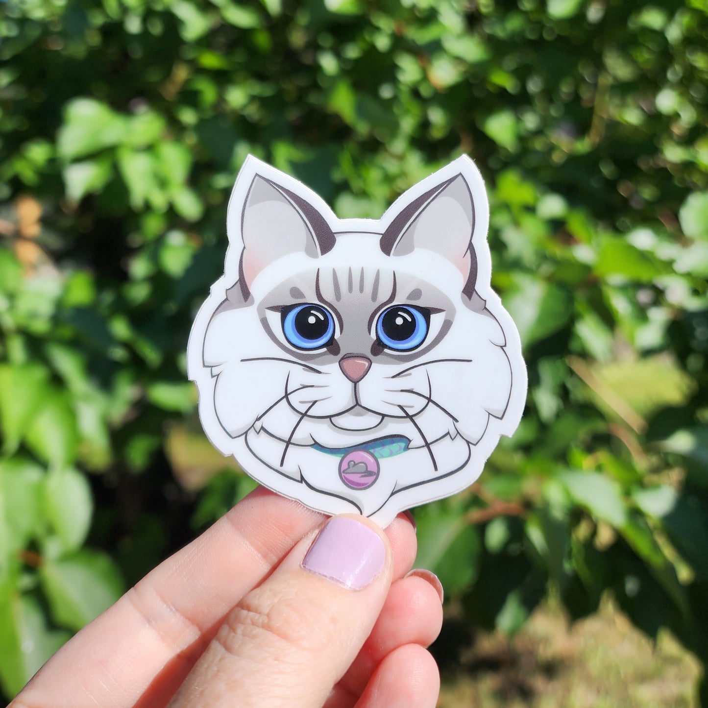 Ragdoll Cat  |  Vinyl Sticker